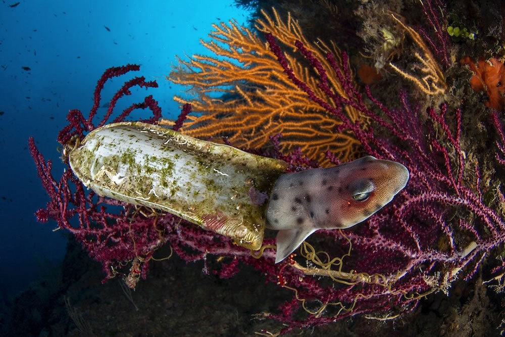 The Best 27 Winning Photos Of Close-Up Photographer Of The Year 2021