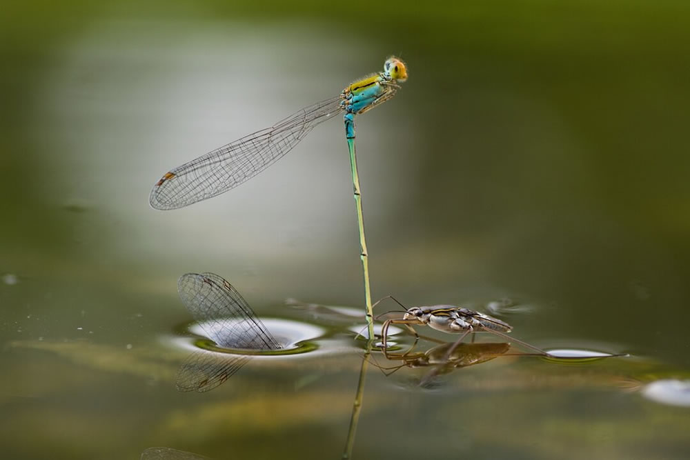 The Best 27 Winning Photos Of Close-Up Photographer Of The Year 2021