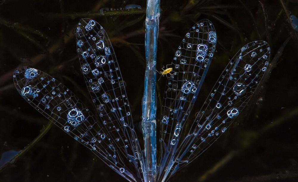 The Best 27 Winning Photos Of Close-Up Photographer Of The Year 2021