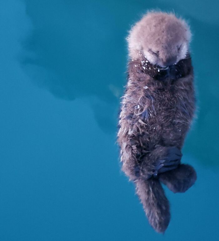 50 Cutest Animals People Spotted And Just Had To Take A Pic Of Them