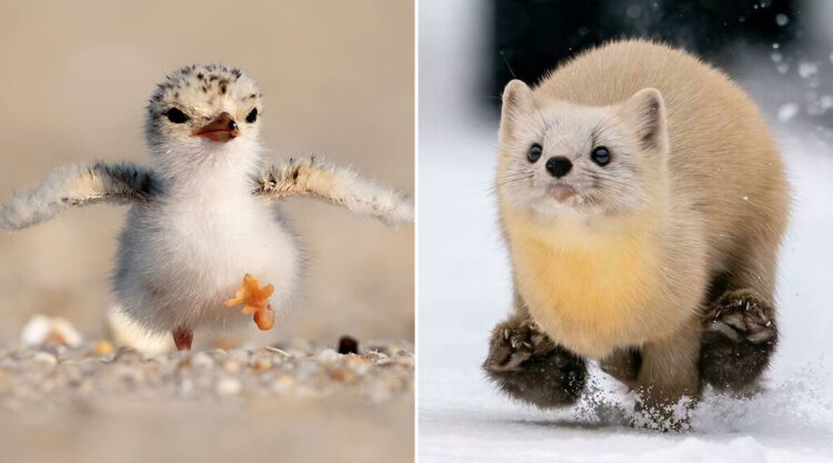 50 Cutest Animals People Spotted And Just Had To Take A Pic Of Them