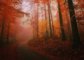 guru_shots_autumn_is_here_winners_01-1