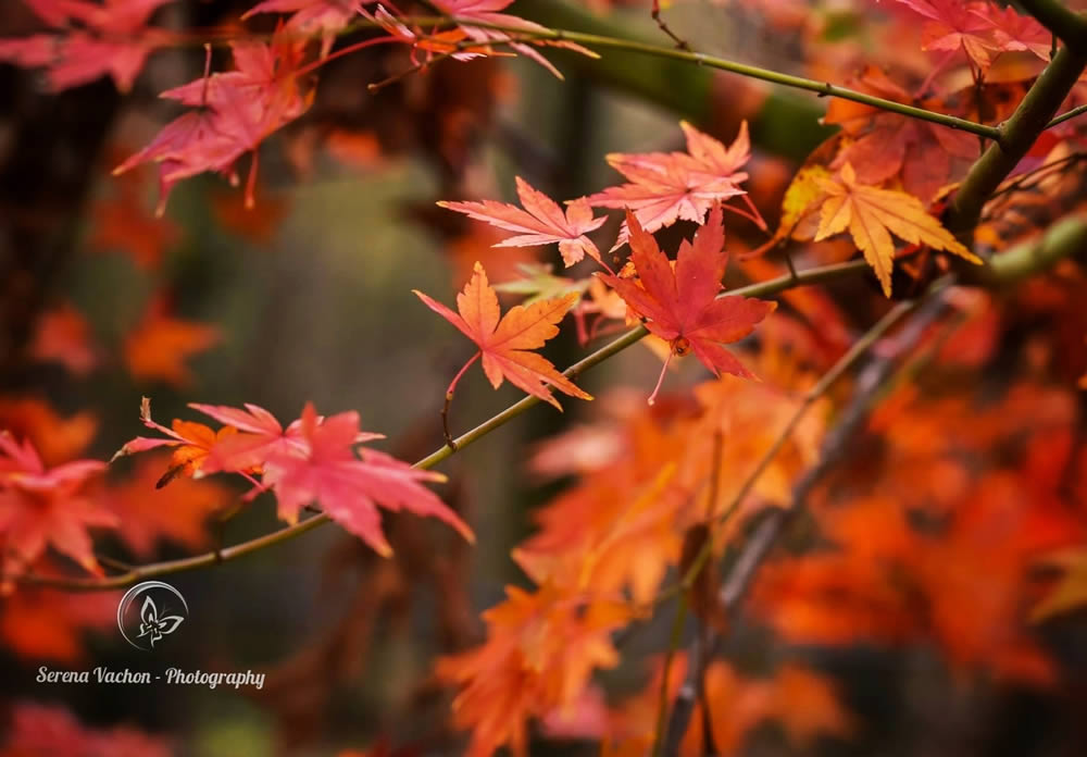 GuruShots Winning Images From The Autumn Is Here Challenge