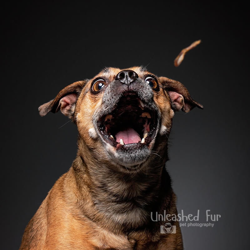 I Photograph Senior Dogs To Preserve Their Memories In Honor Of My Own Dogs That Passed Away