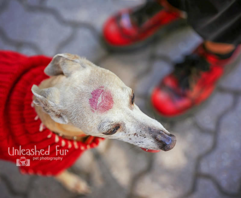 I Photograph Senior Dogs To Preserve Their Memories In Honor Of My Own Dogs That Passed Away