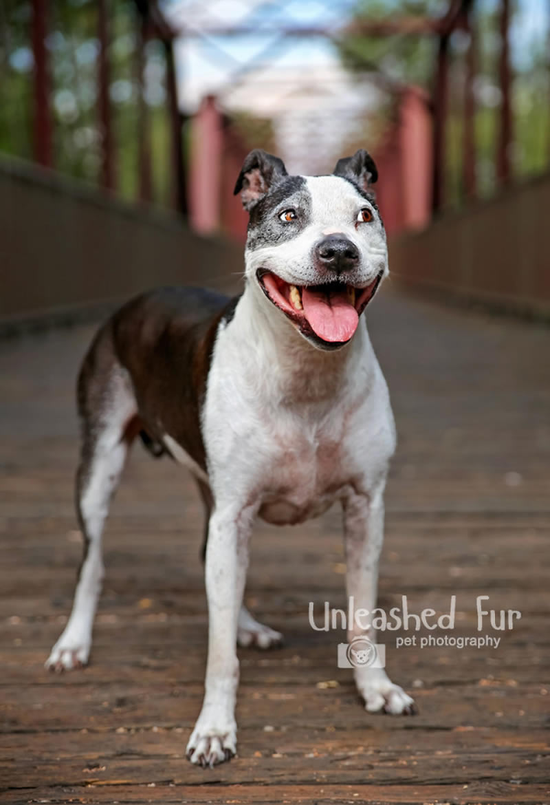 I Photograph Senior Dogs To Preserve Their Memories In Honor Of My Own Dogs That Passed Away