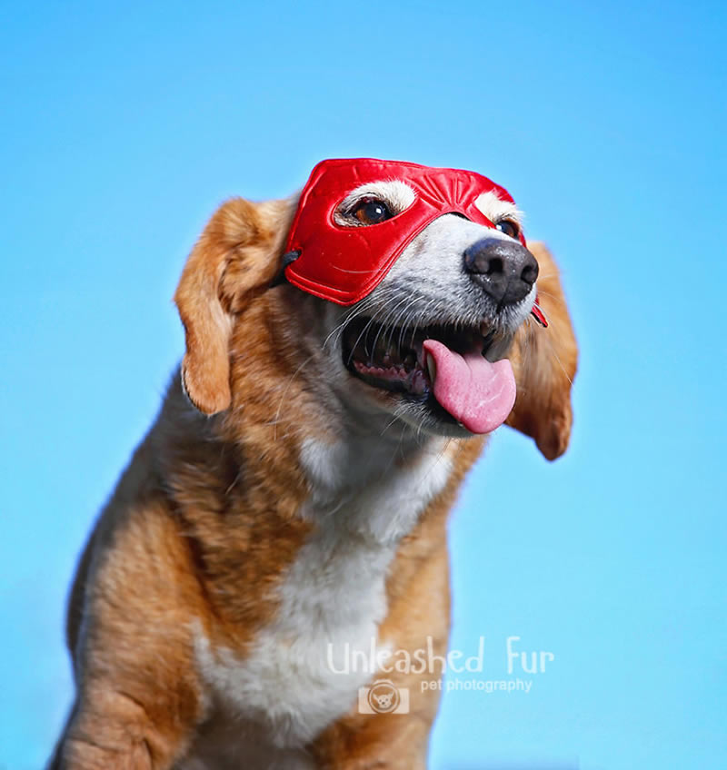 I Photograph Senior Dogs To Preserve Their Memories In Honor Of My Own Dogs That Passed Away