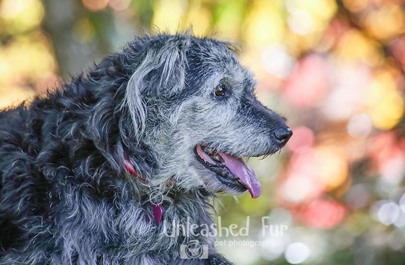 I Photograph Senior Dogs To Preserve Their Memories In Honor Of My Own Dogs That Passed Away