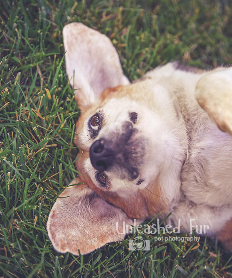 I Photograph Senior Dogs To Preserve Their Memories In Honor Of My Own Dogs That Passed Away