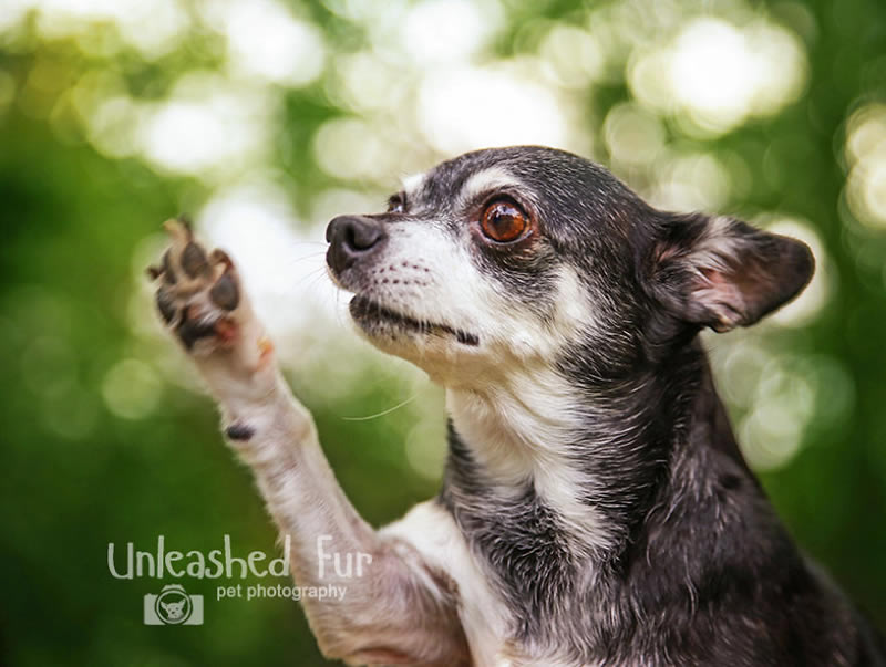 I Photograph Senior Dogs To Preserve Their Memories In Honor Of My Own Dogs That Passed Away