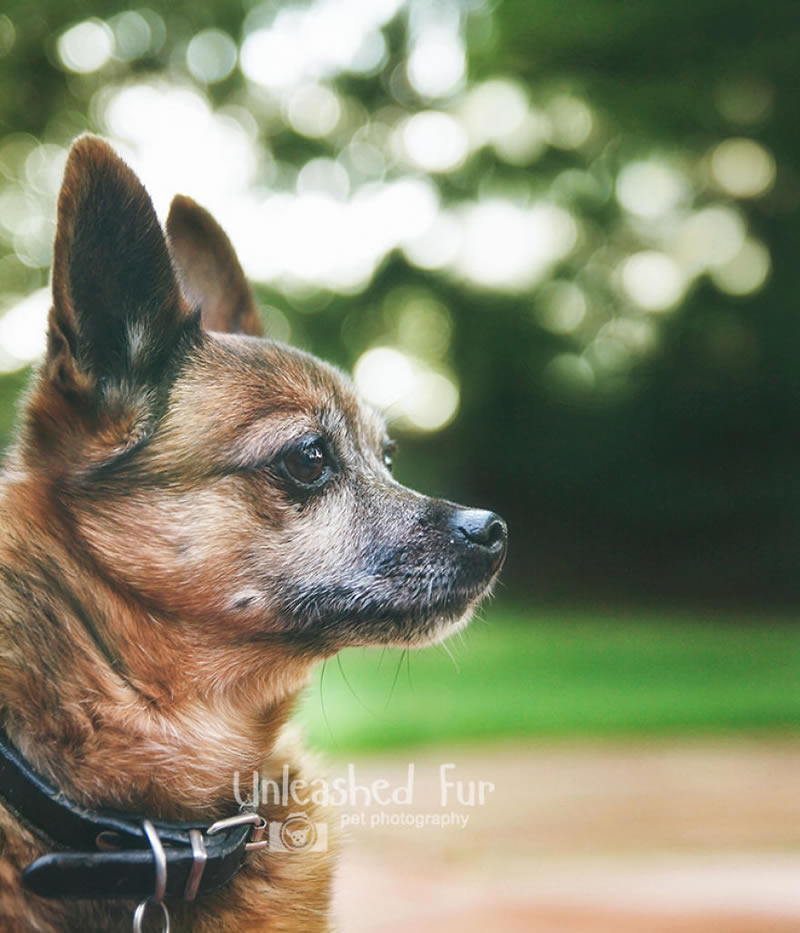 I Photograph Senior Dogs To Preserve Their Memories In Honor Of My Own Dogs That Passed Away