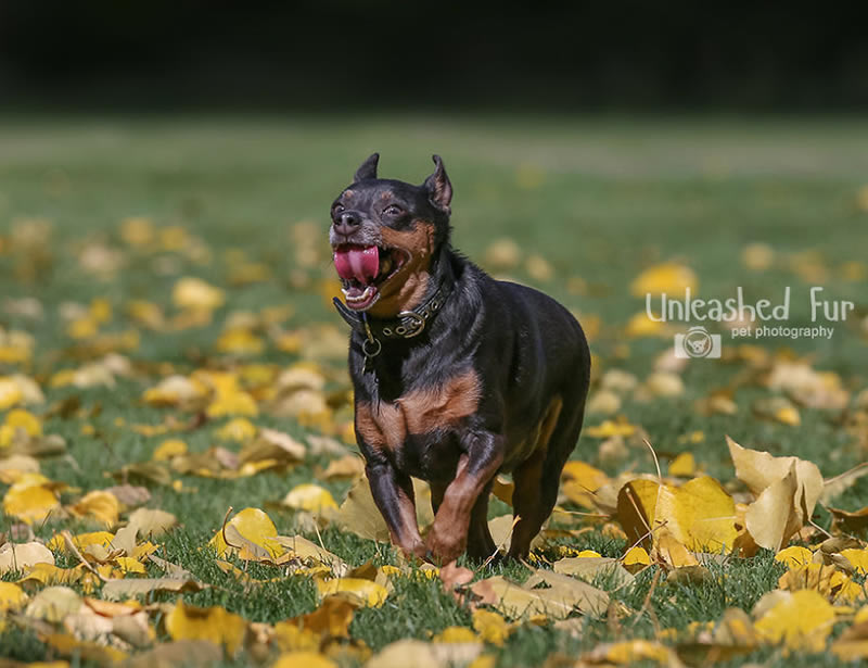 I Photograph Senior Dogs To Preserve Their Memories In Honor Of My Own Dogs That Passed Away