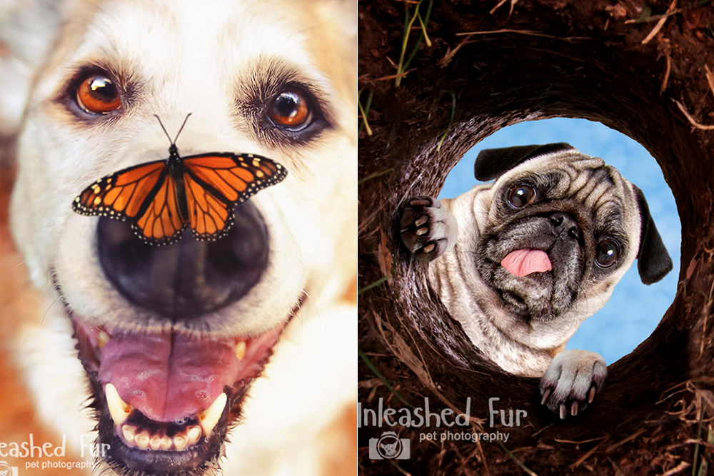 I Photograph Senior Dogs To Preserve Their Memories In Honor Of My Own Dogs That Passed Away