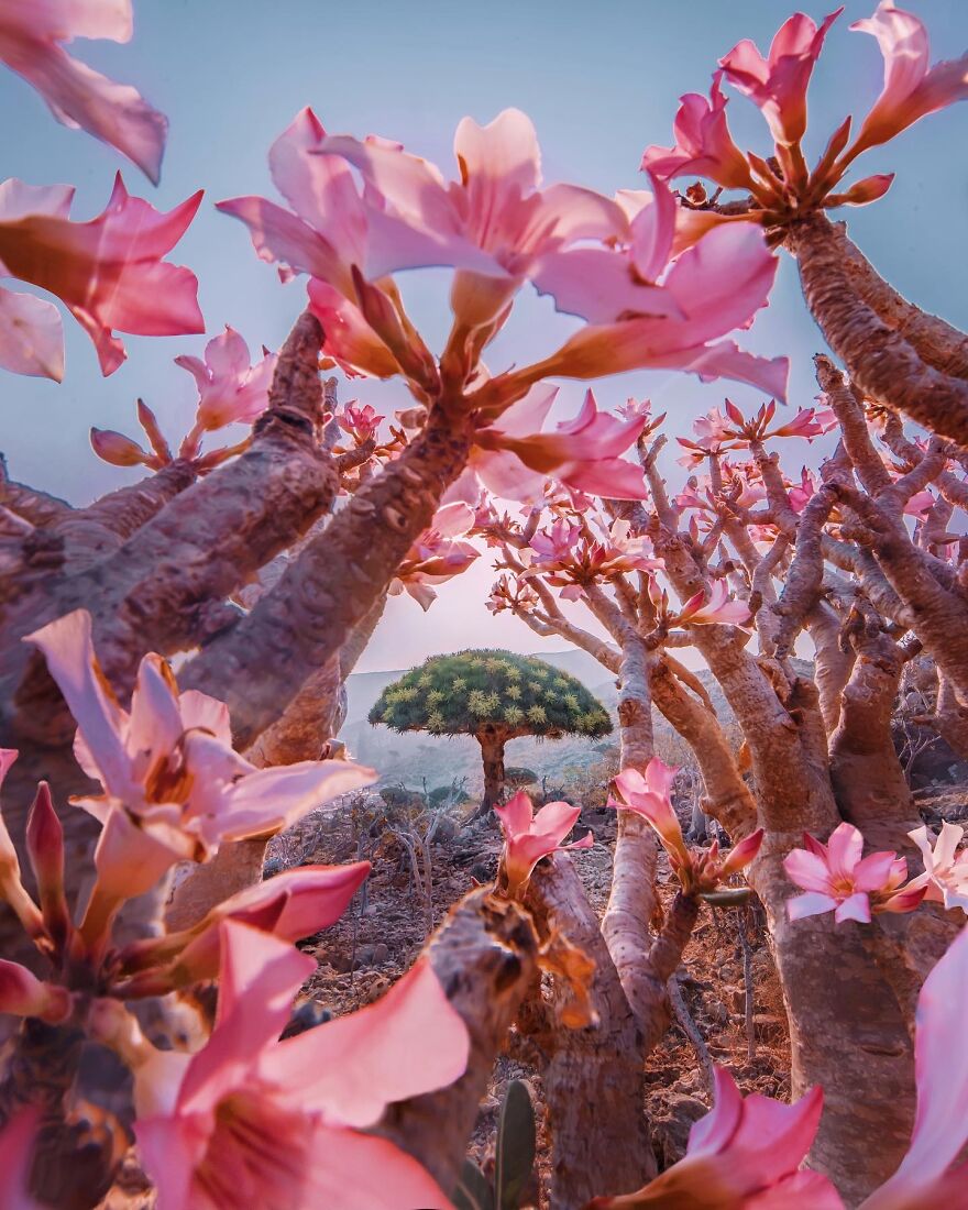 Russian Photographer Kristina Makeeva Explored Socotra Island A Place Unlike Anywhere 