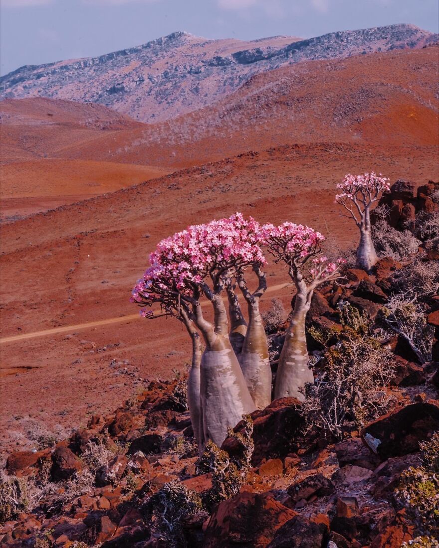 Russian Photographer Kristina Makeeva Explored Socotra Island A Place Unlike Anywhere 