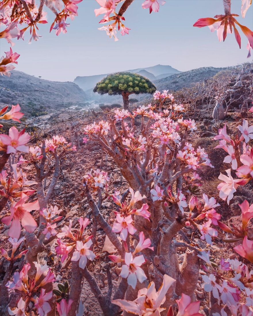 Russian Photographer Kristina Makeeva Explored Socotra Island A Place Unlike Anywhere 