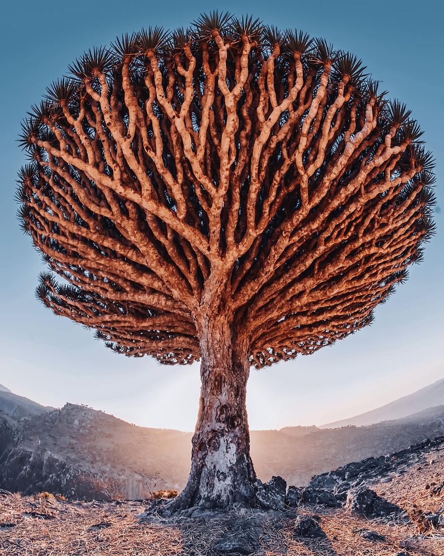 Russian Photographer Kristina Makeeva Explored Socotra Island A Place Unlike Anywhere 