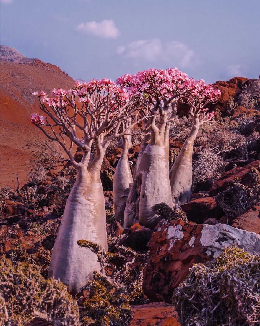 Russian Photographer Kristina Makeeva Explored Socotra Island A Place Unlike Anywhere 