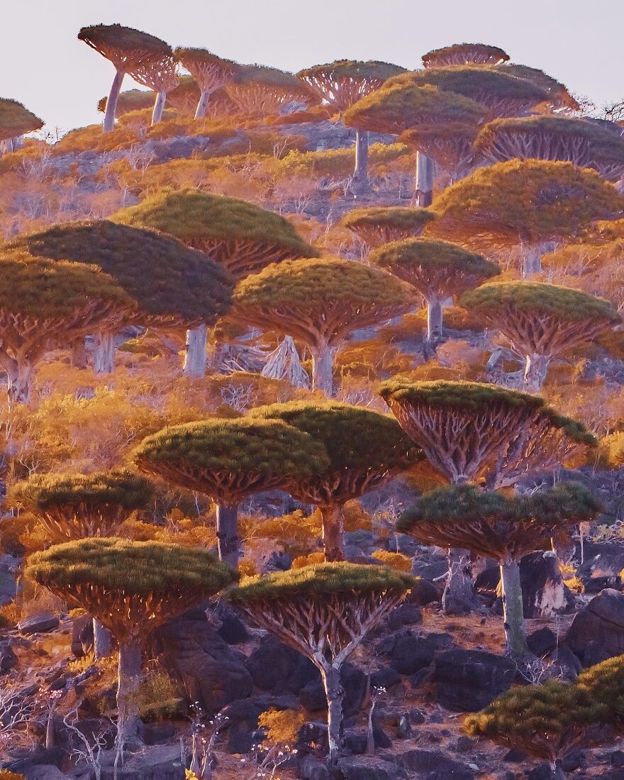 Russian Photographer Kristina Makeeva Explored Socotra Island A Place Unlike Anywhere 