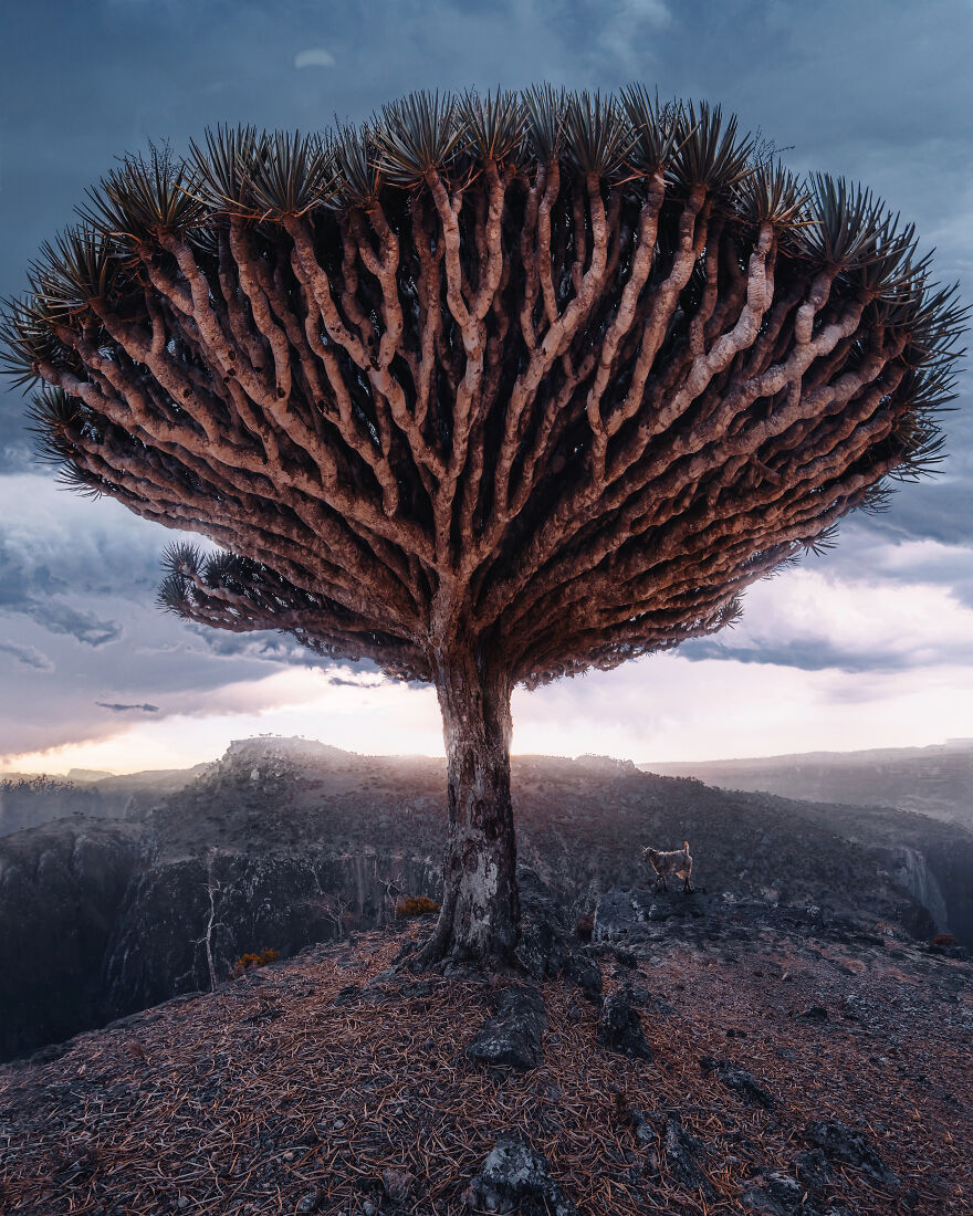 Russian Photographer Kristina Makeeva Explored Socotra Island A Place Unlike Anywhere 