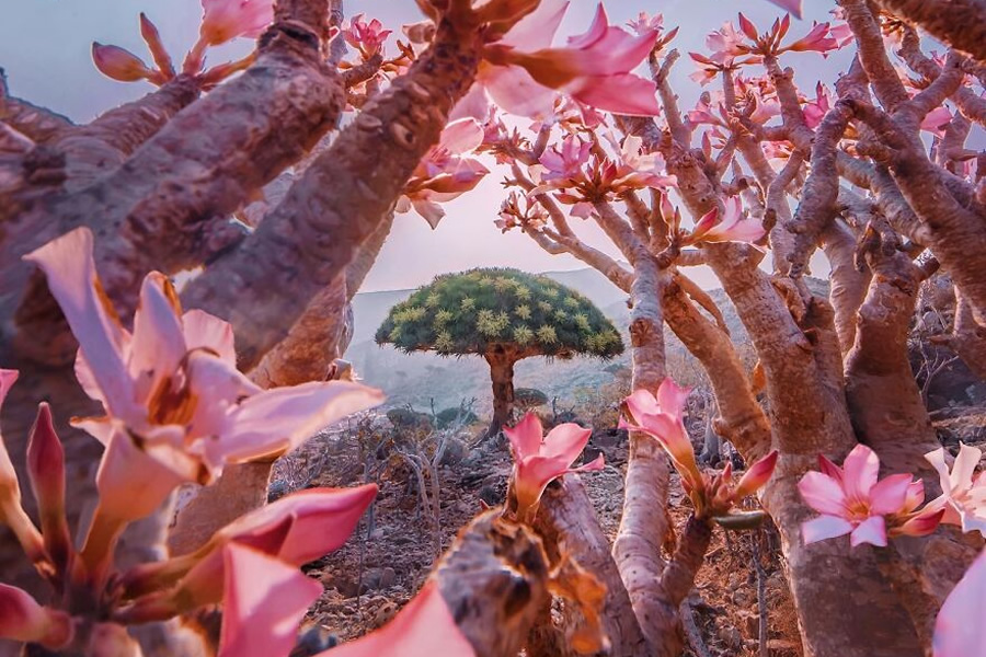 Russian Photographer Kristina Makeeva Explored Socotra Island A Place Unlike Anywhere