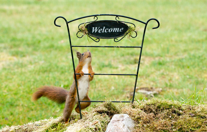 To Spread Some Joy, I Photograph Squirrels Playing In My Garden By Niki Colemont