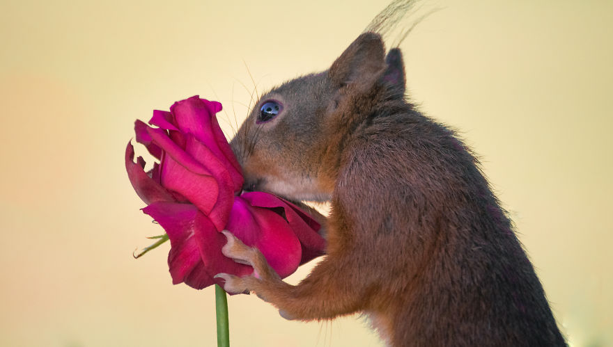 To Spread Some Joy, I Photograph Squirrels Playing In My Garden By Niki Colemont