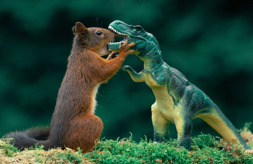 To Spread Some Joy, I Photograph Squirrels Playing In My Garden By Niki Colemont