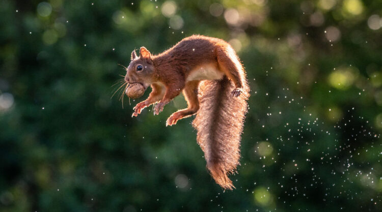 To Spread Some Joy, I Photograph Squirrels Playing In My Garden By Niki Colemont