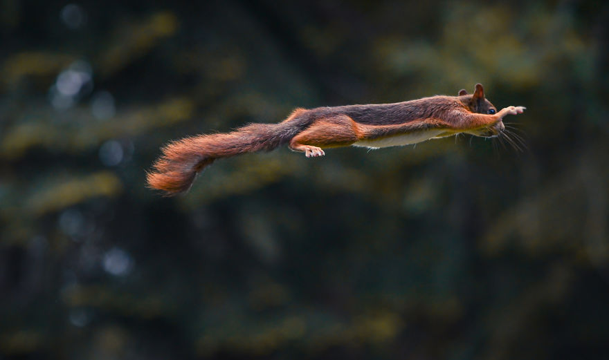 To Spread Some Joy, I Photograph Squirrels Playing In My Garden By Niki Colemont