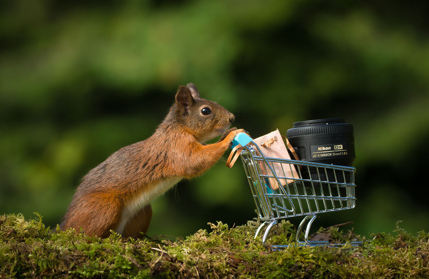 To Spread Some Joy, I Photograph Squirrels Playing In My Garden By Niki Colemont