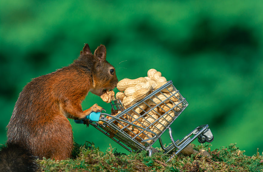 To Spread Some Joy, I Photograph Squirrels Playing In My Garden By Niki Colemont