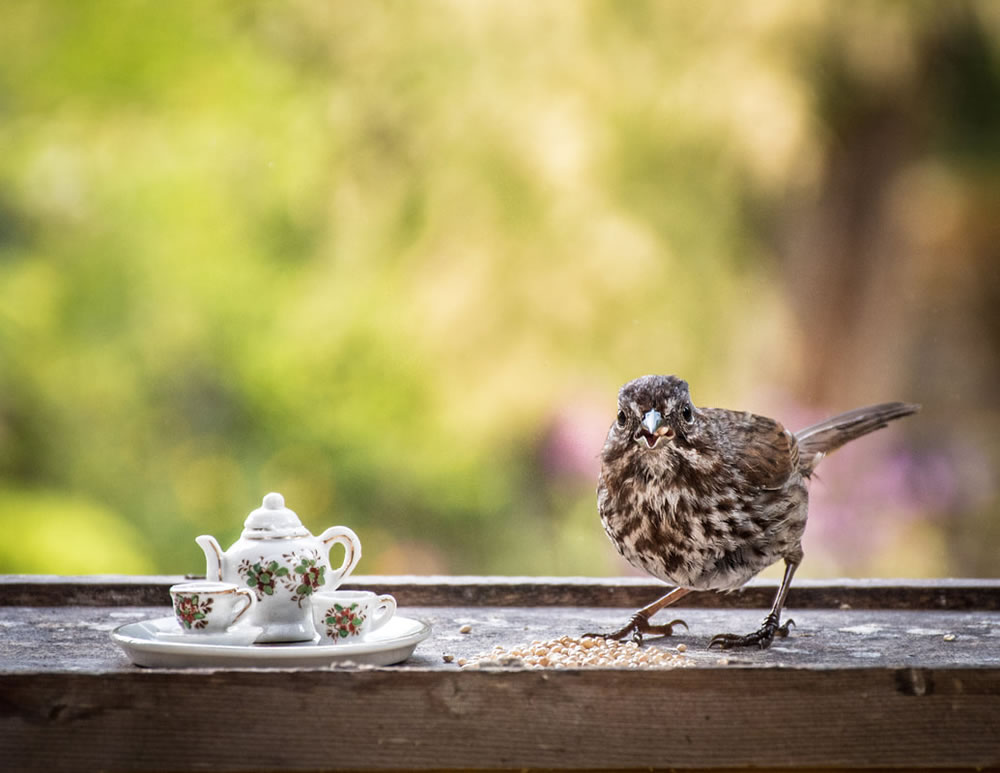 Tea For Two: Magical Photos Of Animals By Jay Rainey