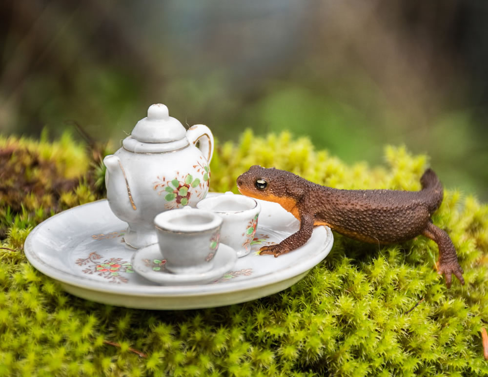 Tea For Two: Magical Photos Of Animals By Jay Rainey