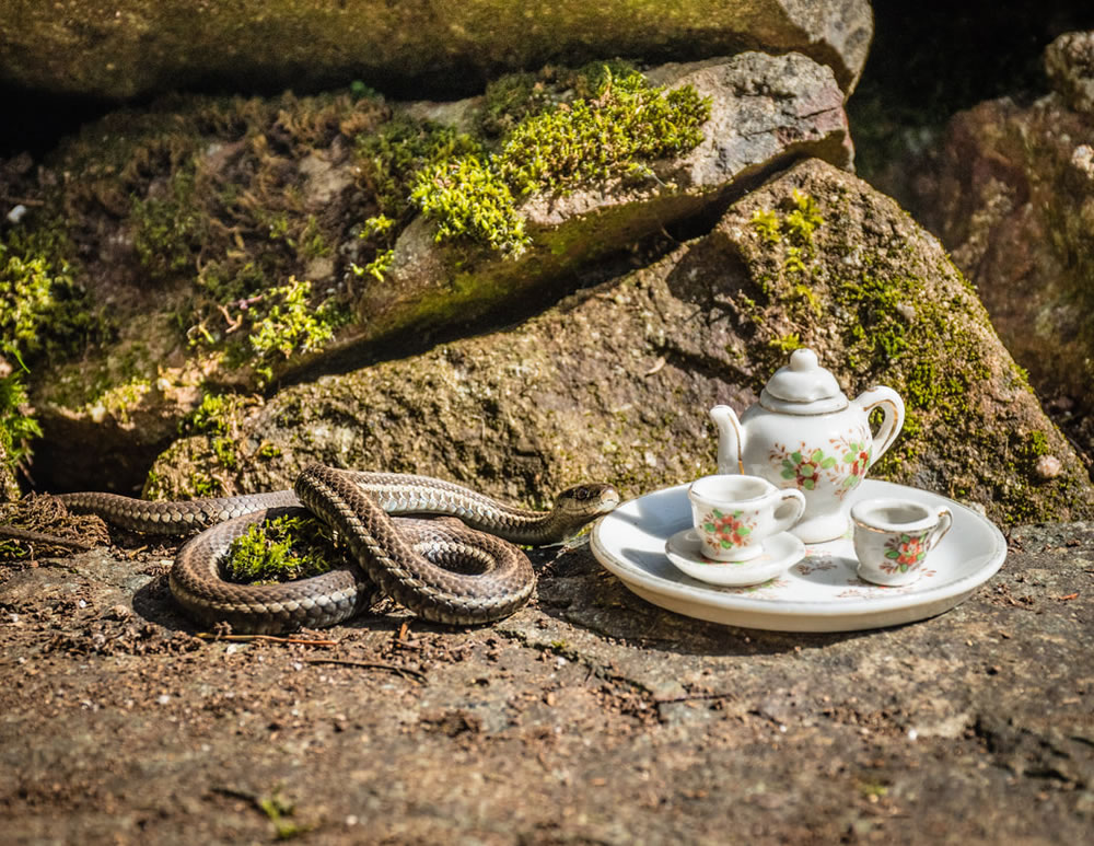 Tea For Two: Magical Photos Of Animals By Jay Rainey