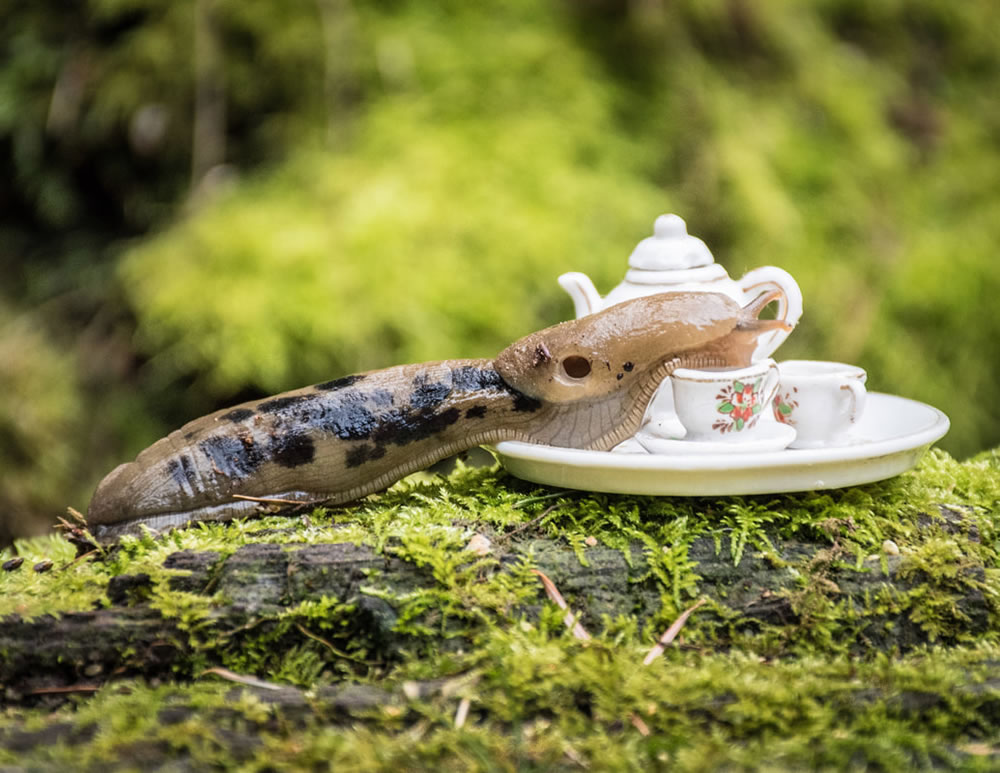 Tea For Two: Magical Photos Of Animals By Jay Rainey