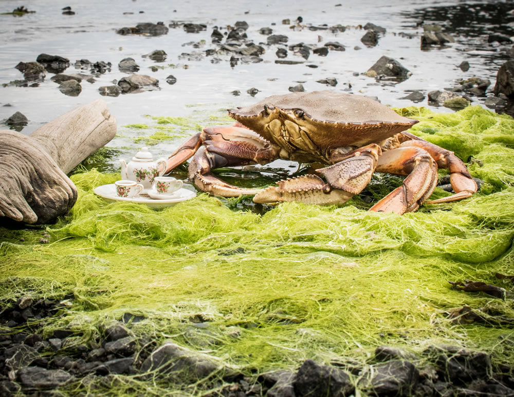 Tea For Two: Magical Photos Of Animals By Jay Rainey