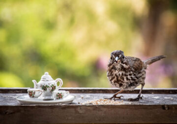 Tea For Two: Magical Photos Of Animals By Jay Rainey