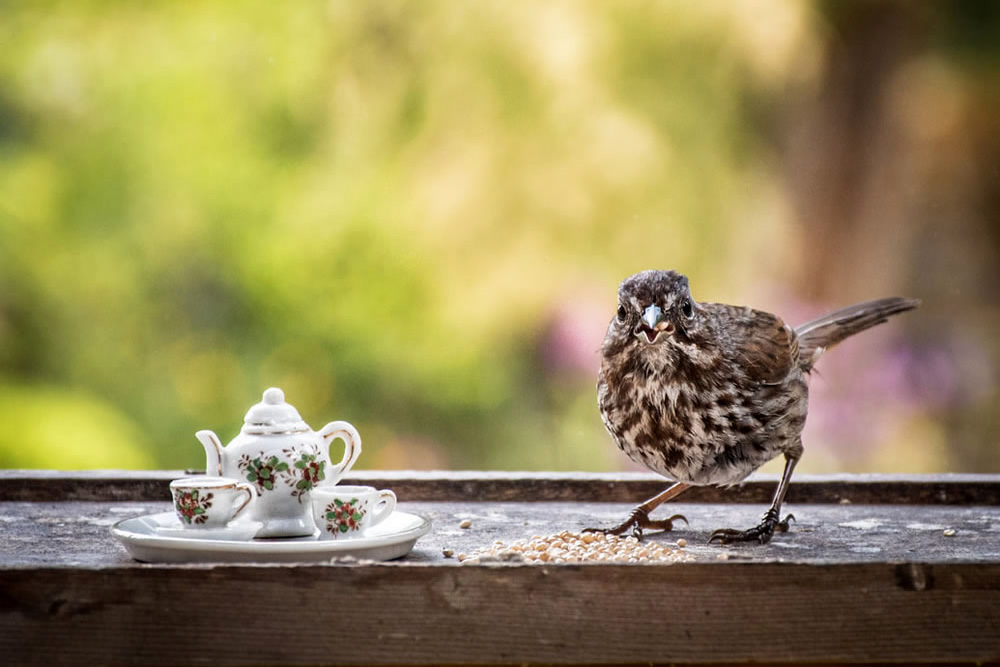 Tea For Two: Magical Photos Of Animals By Jay Rainey