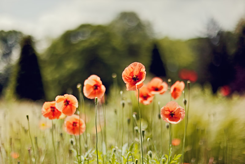 Lovely Pictures With The Most Buttery Bokeh From All Seasons By Thuyhn
