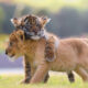 A Rare Scene To Behold When Baby Lion And Tiger Cub Are Found Inseparable