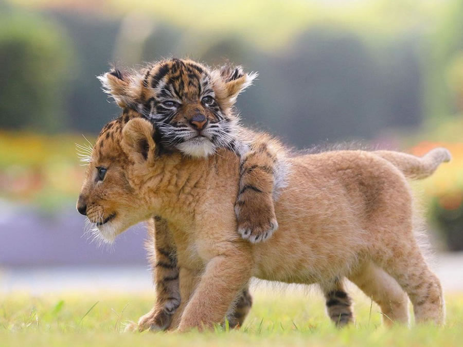 A Rare Scene To Behold When BaƄy Lion And Tiger CuƄ Are Found InseparaƄle