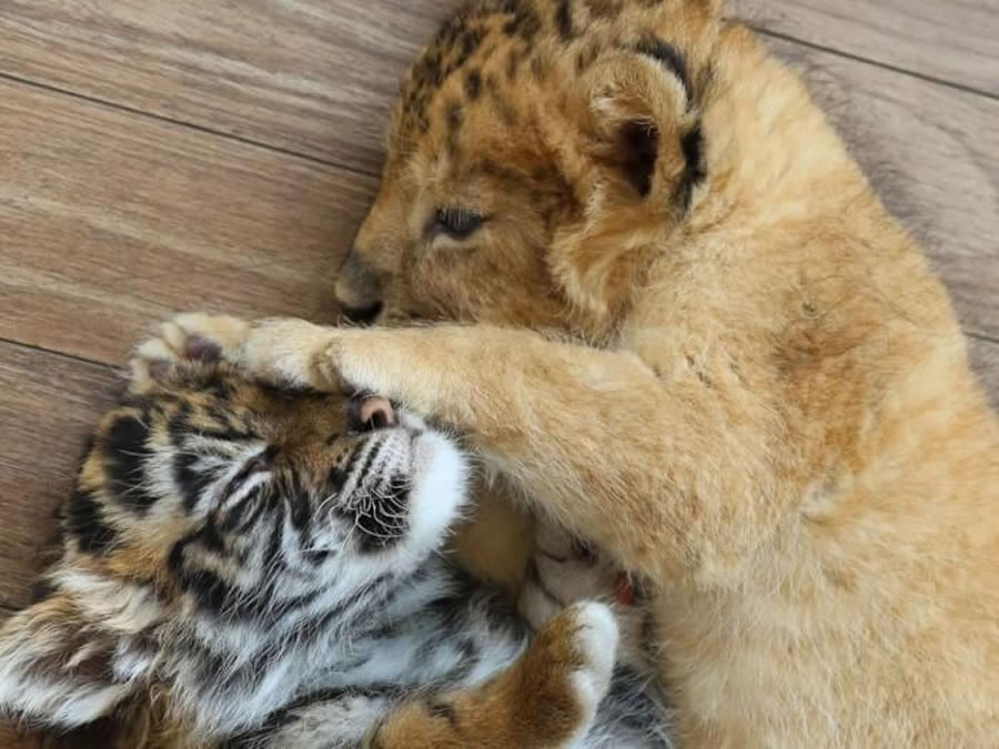 A Rare Scene To Behold When BaƄy Lion And Tiger CuƄ Are Found InseparaƄle