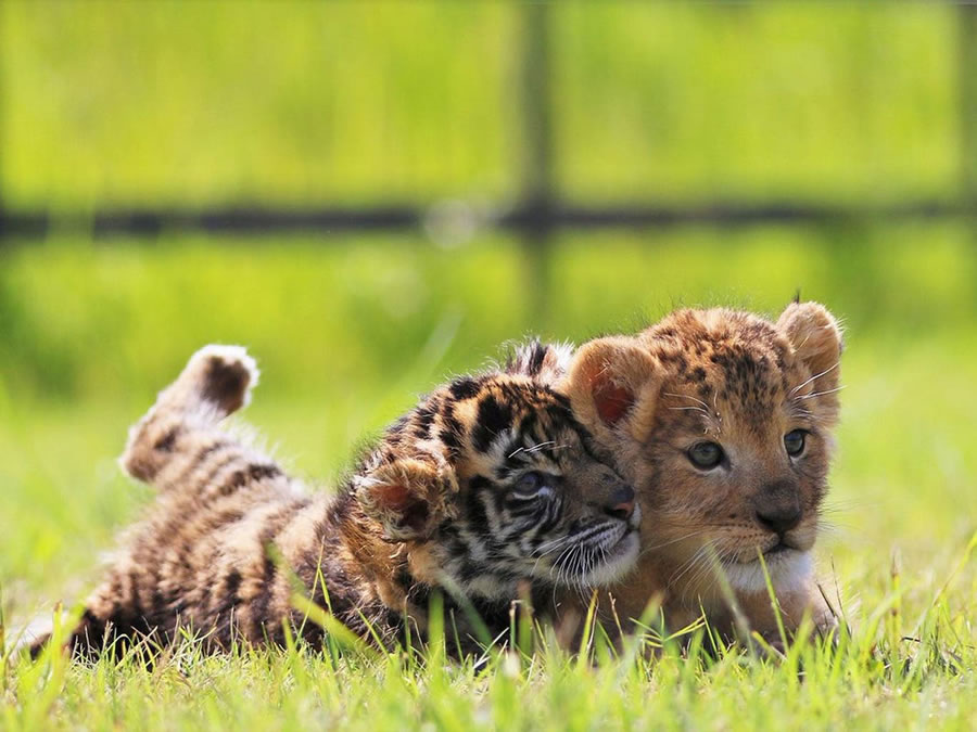 A Rare Scene To Behold When Baby Lion And Tiger Cub Are Found Inseparable