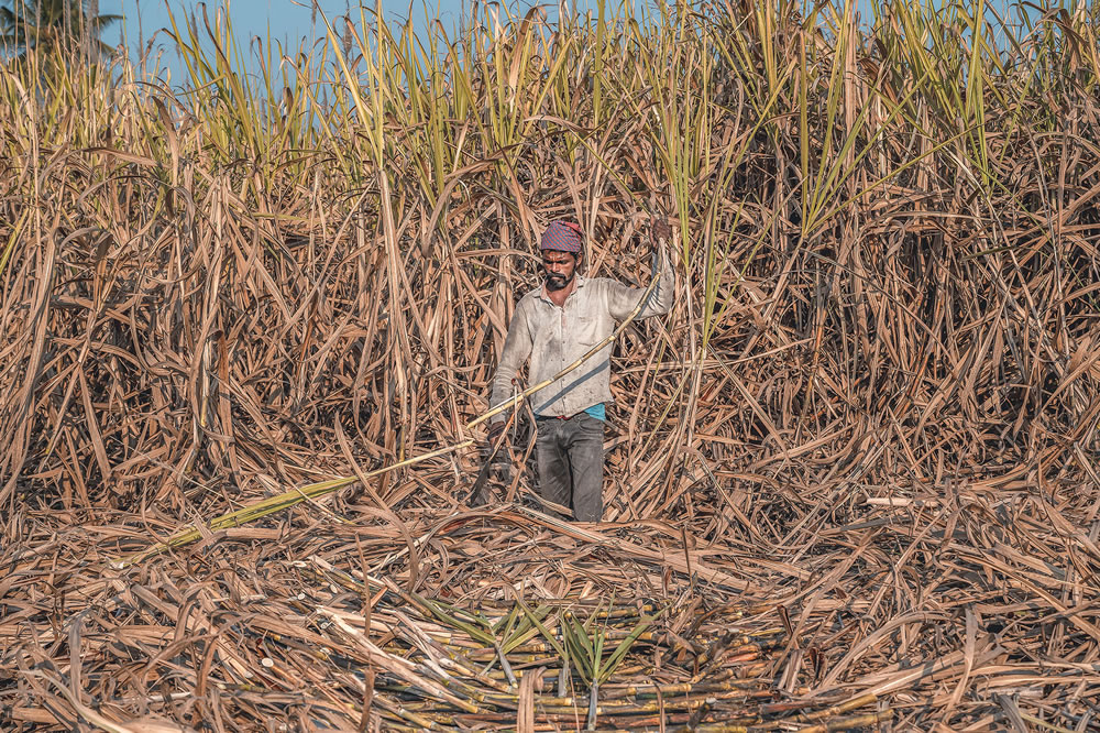 Warriors In Sugar Land: An Amazing Photo Series By Dnyaneshwar Vaidya