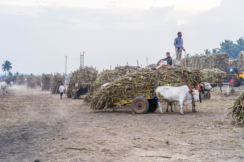 Warriors In Sugar Land: An Amazing Photo Series By Dnyaneshwar Vaidya