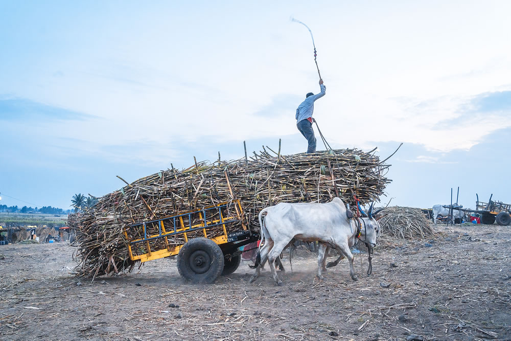 Warriors In Sugar Land: An Amazing Photo Series By Dnyaneshwar Vaidya