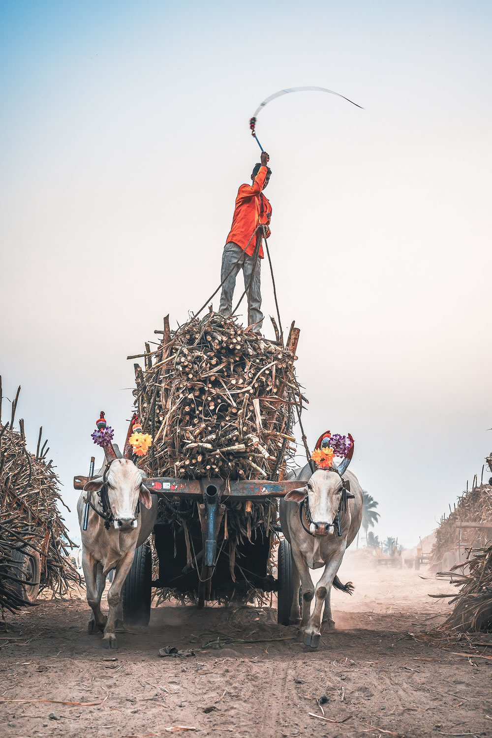 Warriors In Sugar Land: An Amazing Photo Series By Dnyaneshwar Vaidya
