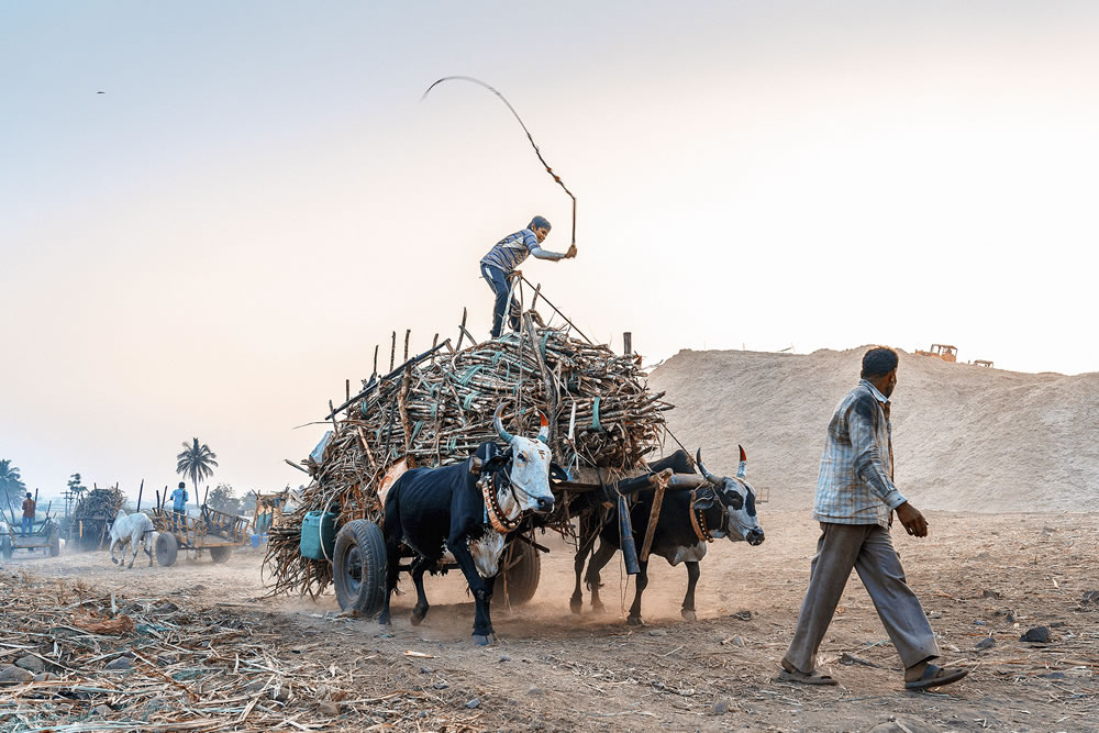 Warriors In Sugar Land: An Amazing Photo Series By Dnyaneshwar Vaidya