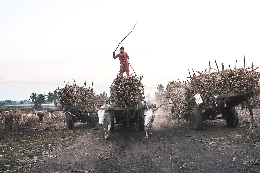 Warriors In Sugar Land: An Amazing Photo Series By Dnyaneshwar Vaidya